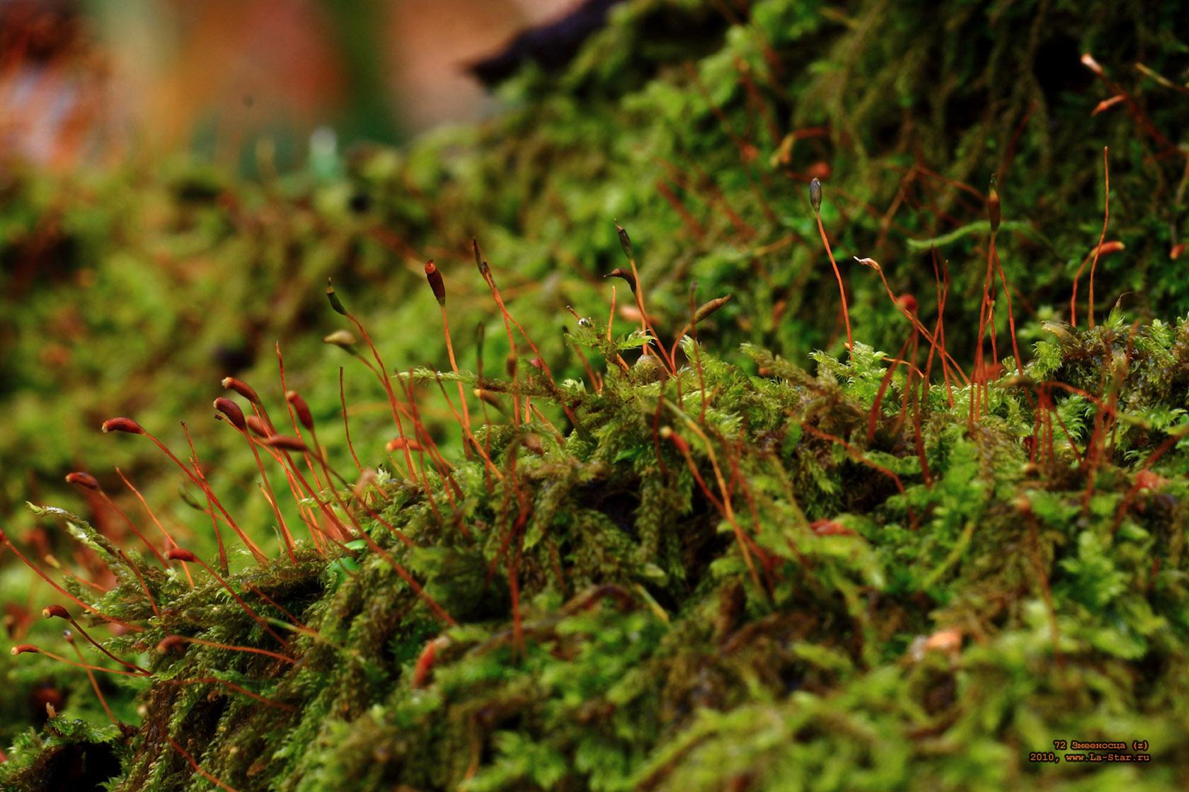 72 ��������� (z) :: 72 Ophiuchi (z)