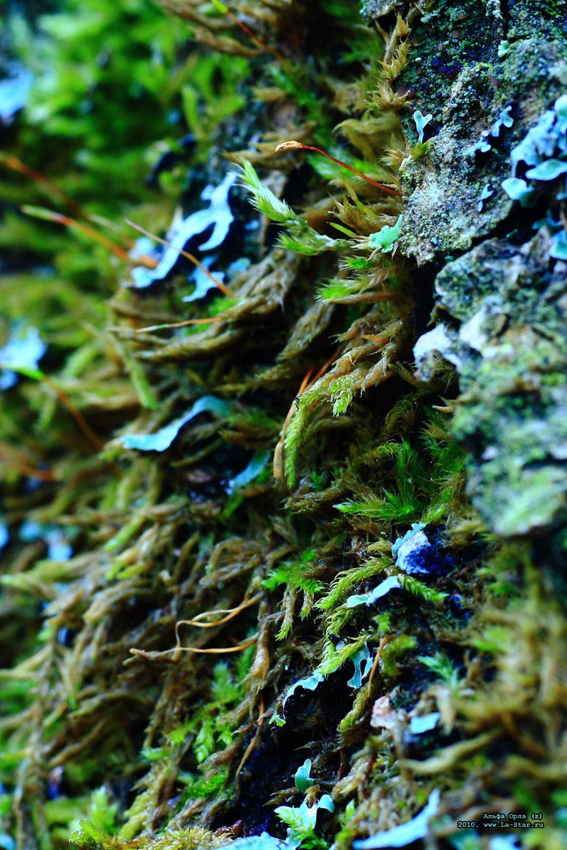 ����� ���� (z) :: Alpha Aquila (z)