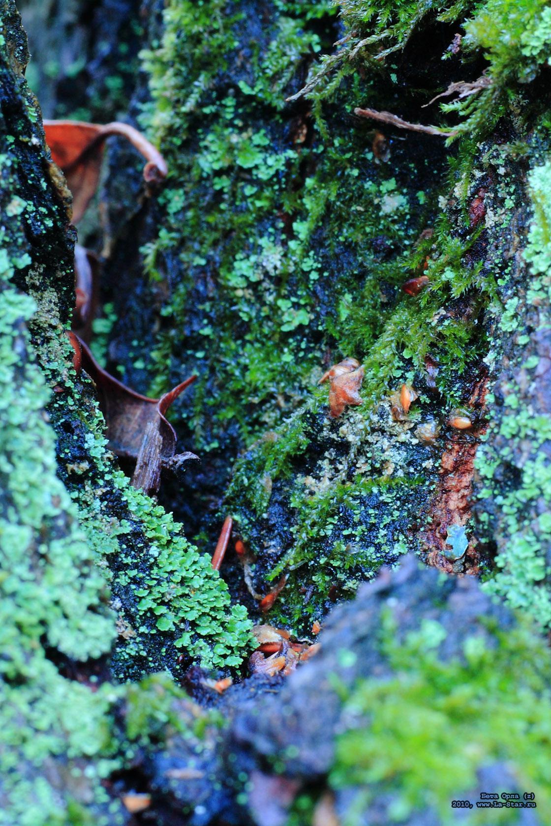 ���� ���� (z) :: Beta Aquila (z)