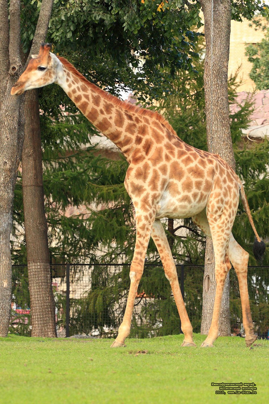 ��������������� �����. :: Giraffa camelopardalis giraffa.