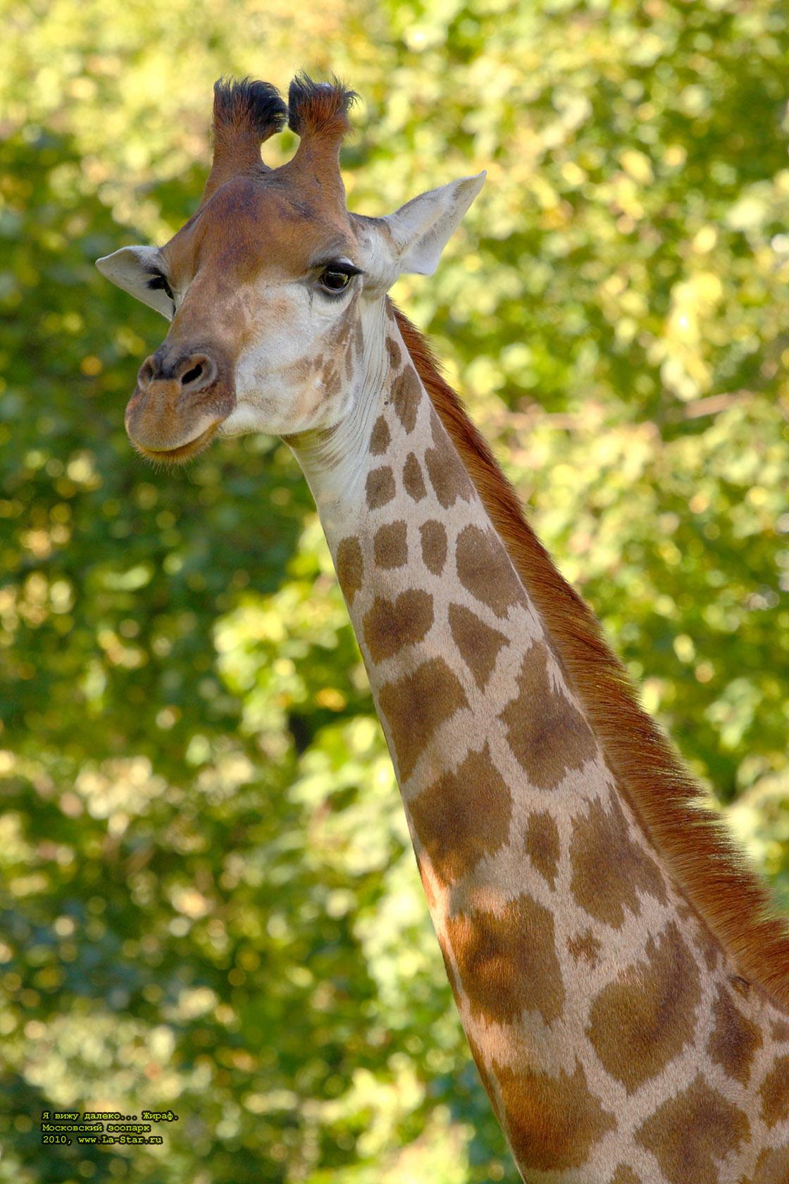 � ���� ������... �����. :: I watch so far. Camelopard.