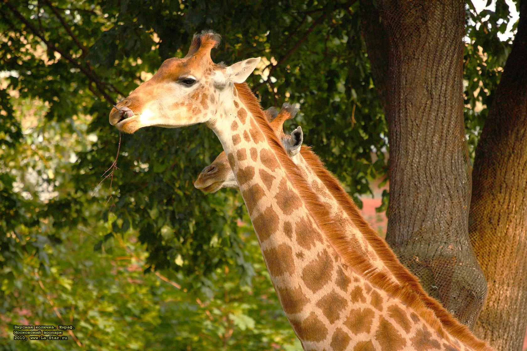 ������� �������. �����. :: Delicious thorn. Camelopard.