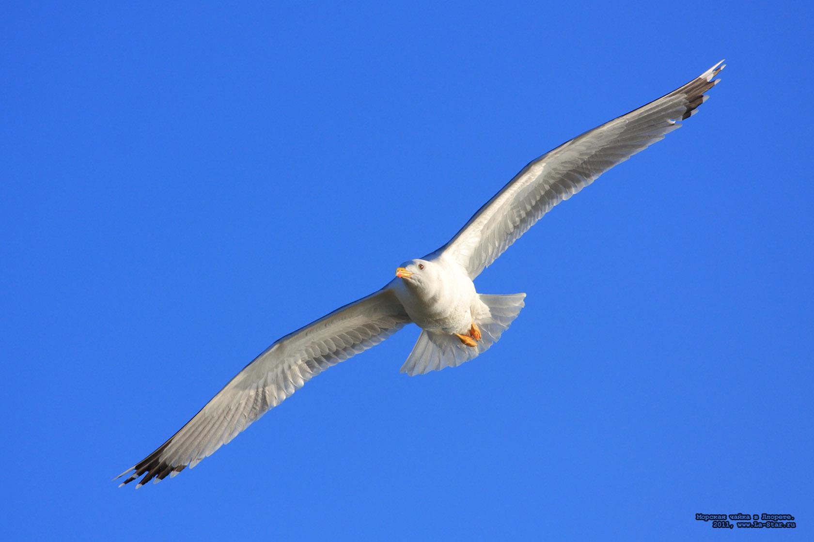 ������� ����� � �������. :: 