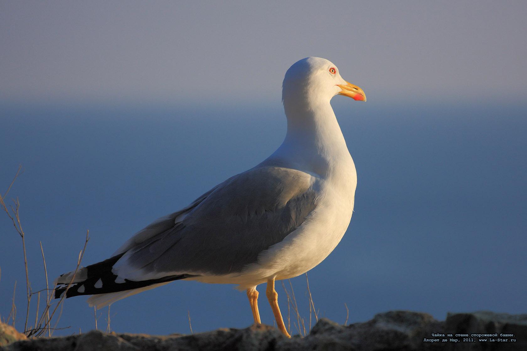 ����� �� ����� ���������� �����. :: 