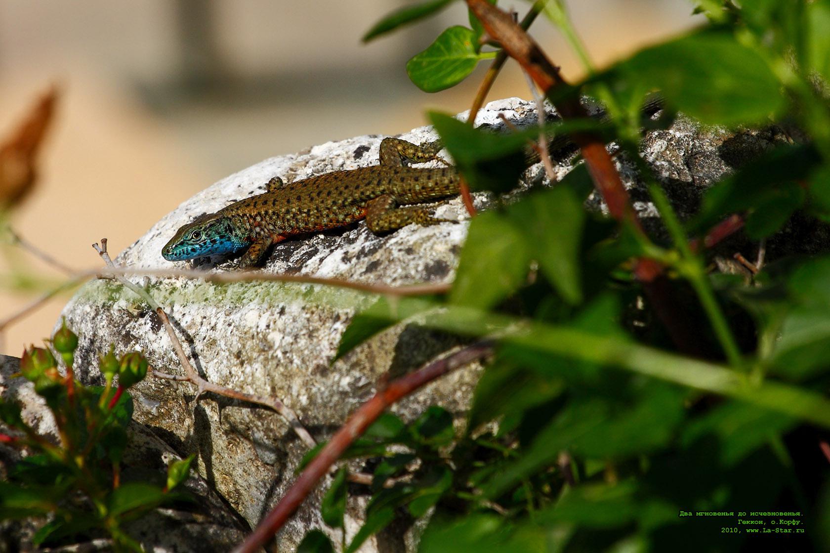 ��� ��������� �� ������������. ������, �.�����, 2010 :: 