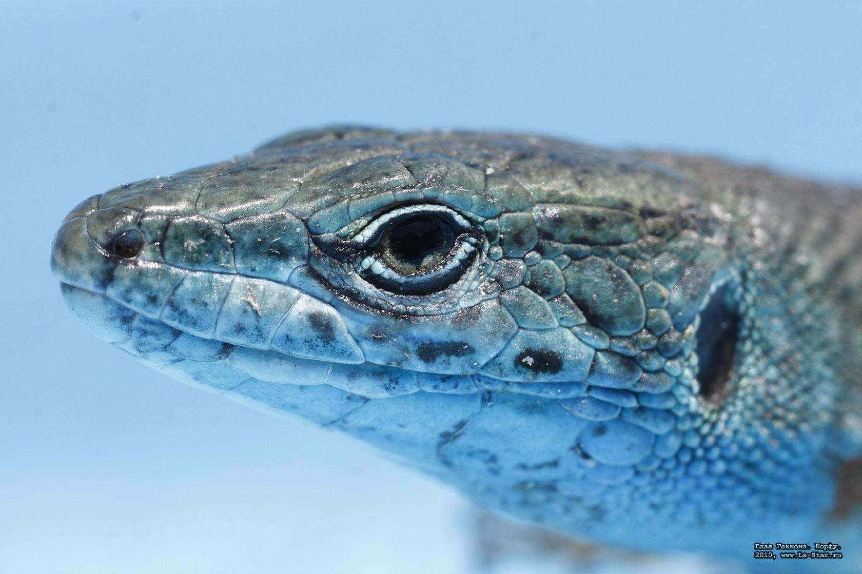 ���� �������. ����� 2010. :: 