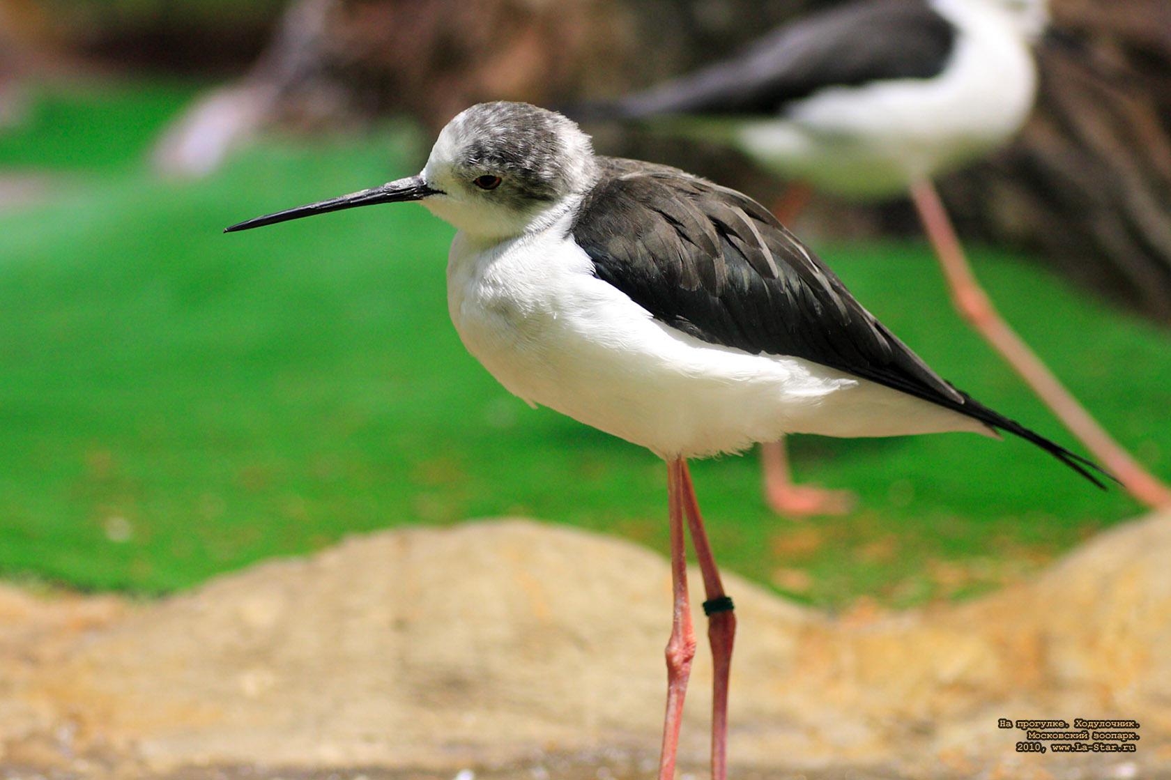 �� ��������. ����������. :: 