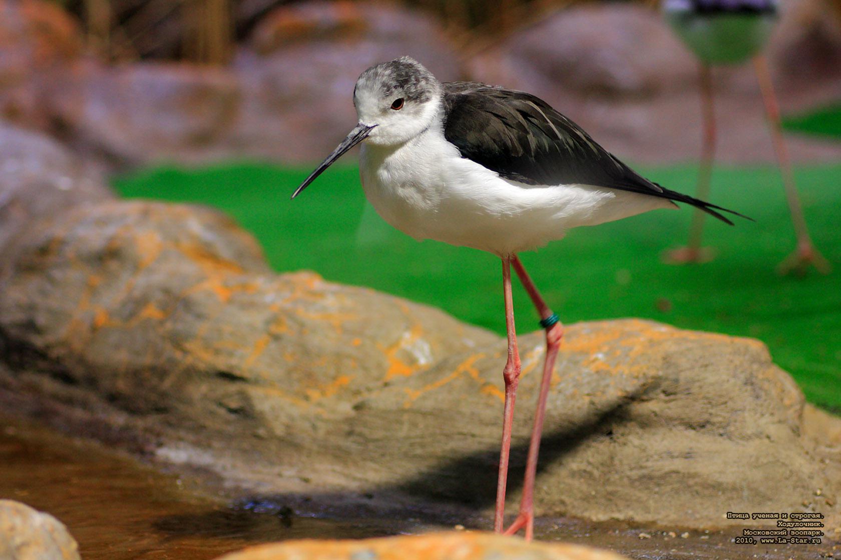 ����� ������ � �������. ����������. :: 