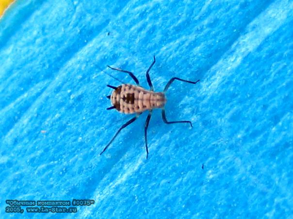 ������� 0072 :: Compact 0072