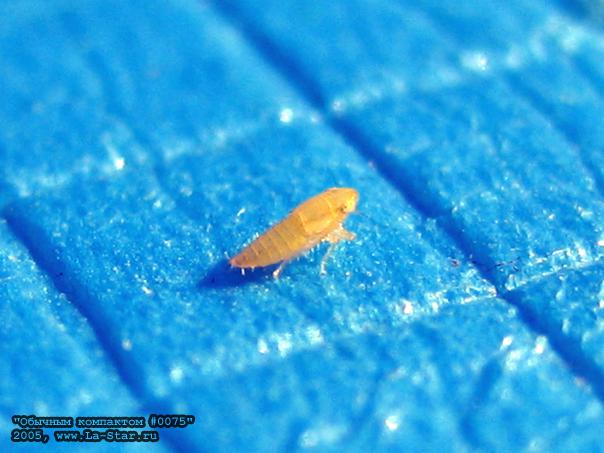 ������� 0075 :: Compact 0075