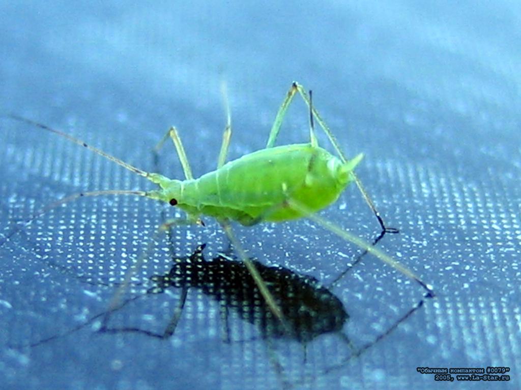 ������� 0079 :: Compact 0079