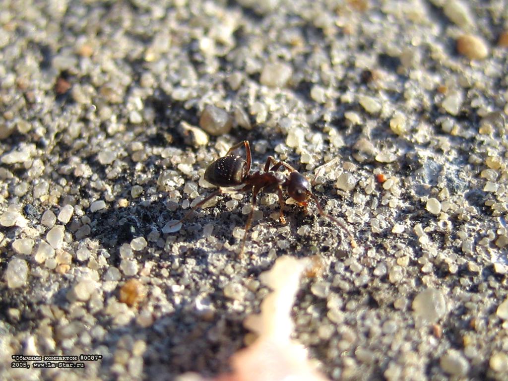 ������� 0087 :: Compact 0087