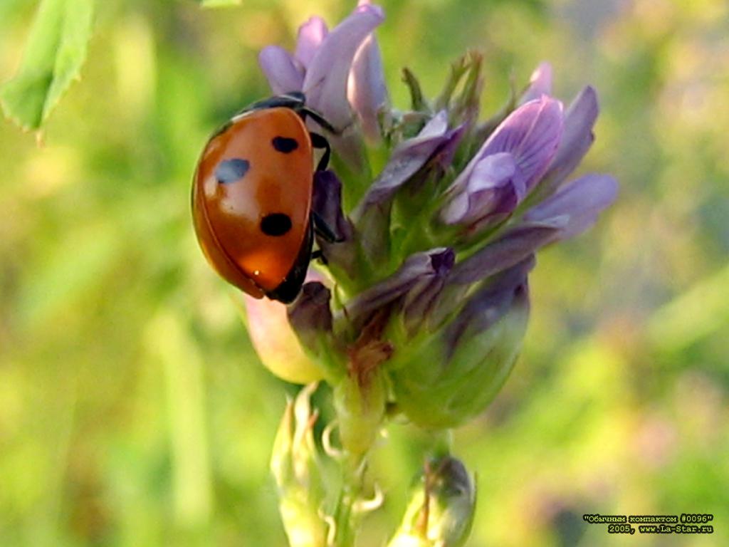 ������� 0096 :: Compact 096