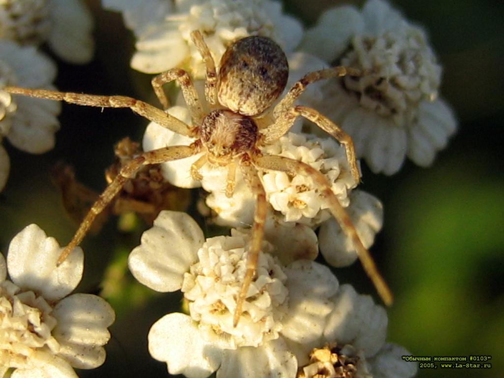 ������� 0103 :: Compact 0103