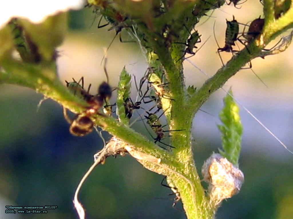 ������� 0105 :: Compact 0105