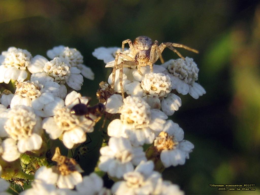 ������� 0107 :: Compact 0107