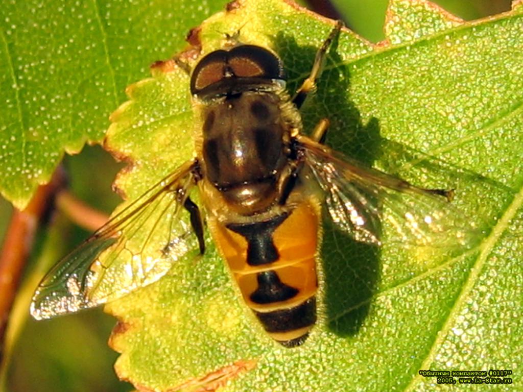 ������� 0117 :: Compact 0117