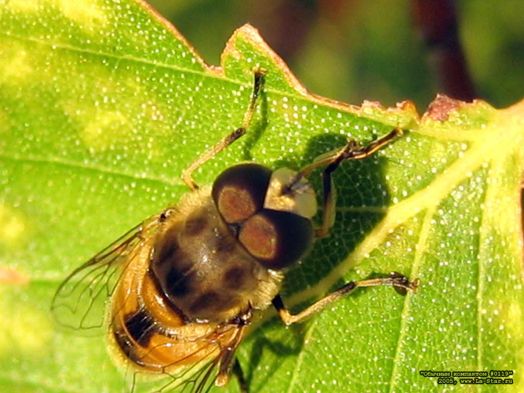 ������� 0119 :: Compact 0119