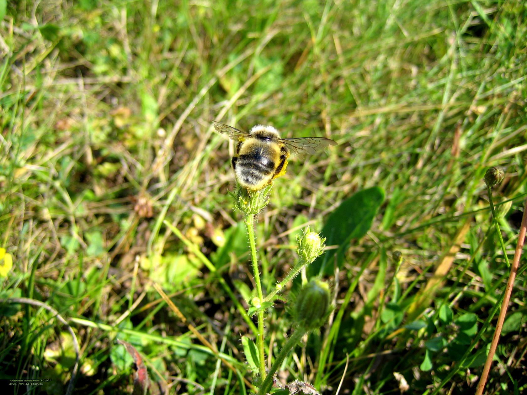 ������� 0197 :: Compact 0197