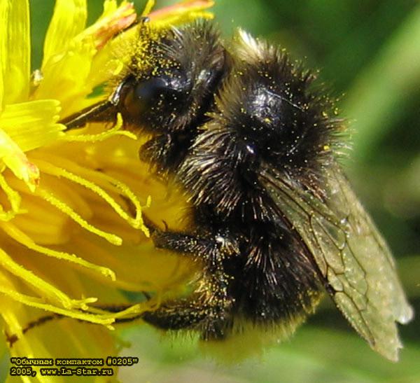 ������� 0205 :: Compact 0205