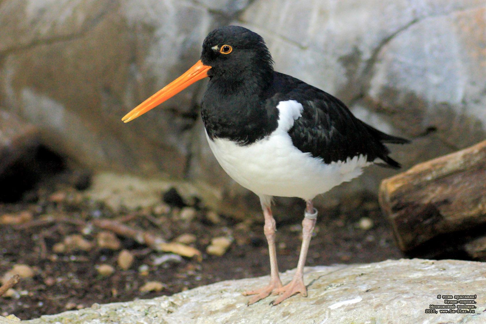 � ���� ��������! �����-������. :: 