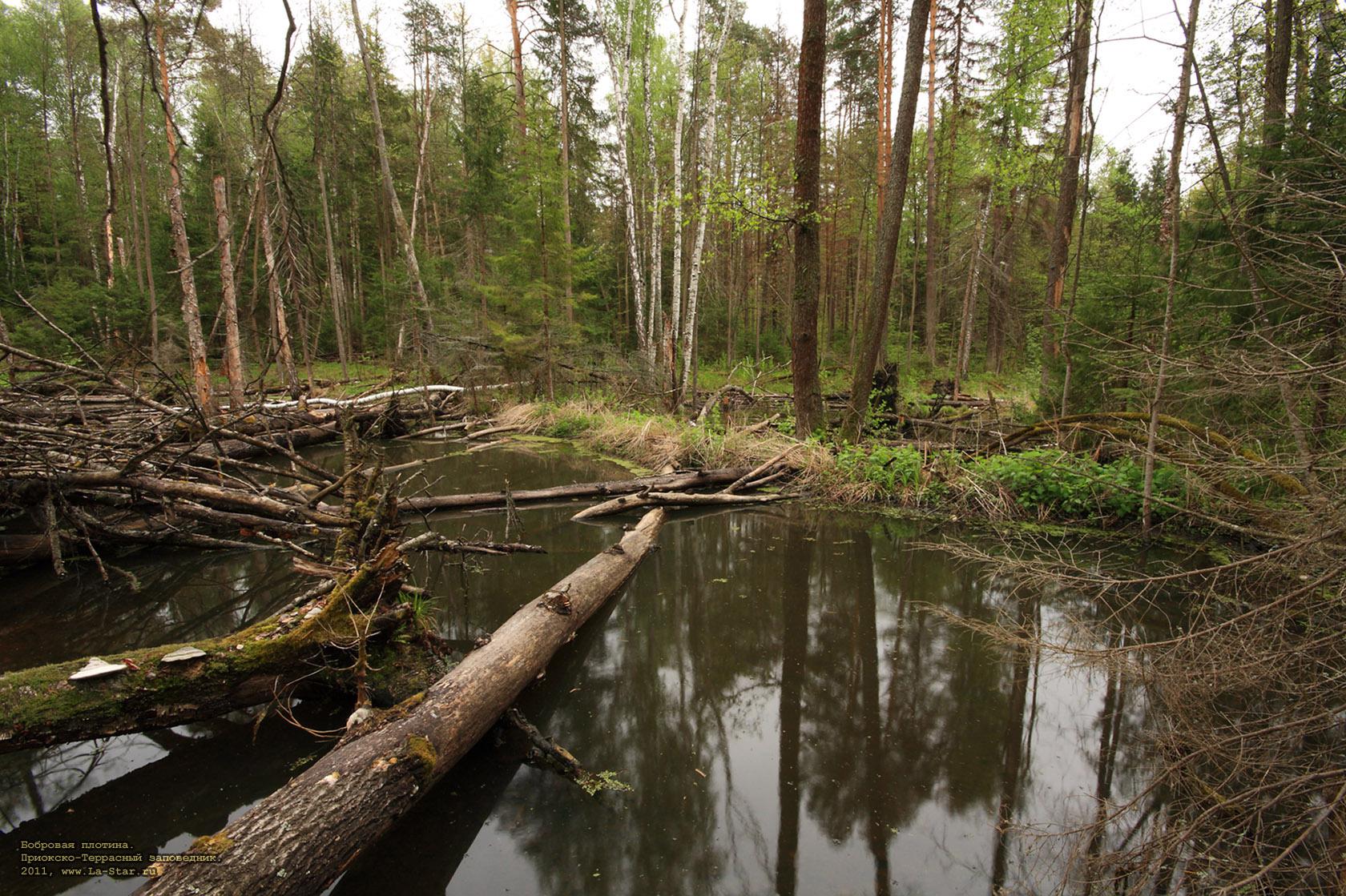�������� �������. :: Beaver dam.