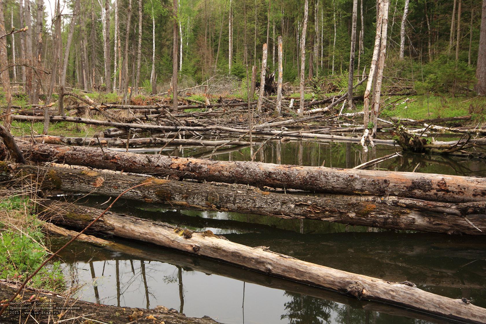 ����� ��� ���������. :: A place for photohunting.