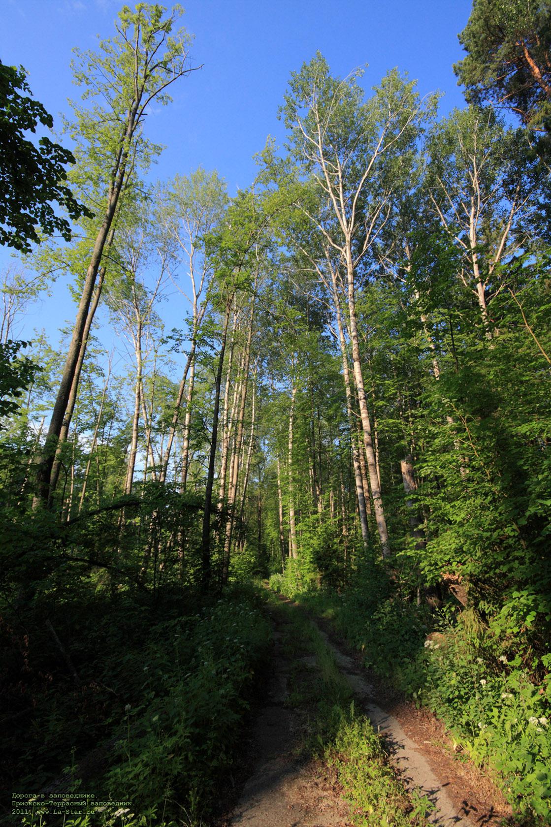 ������ � �����������. :: Path in nature reserve.