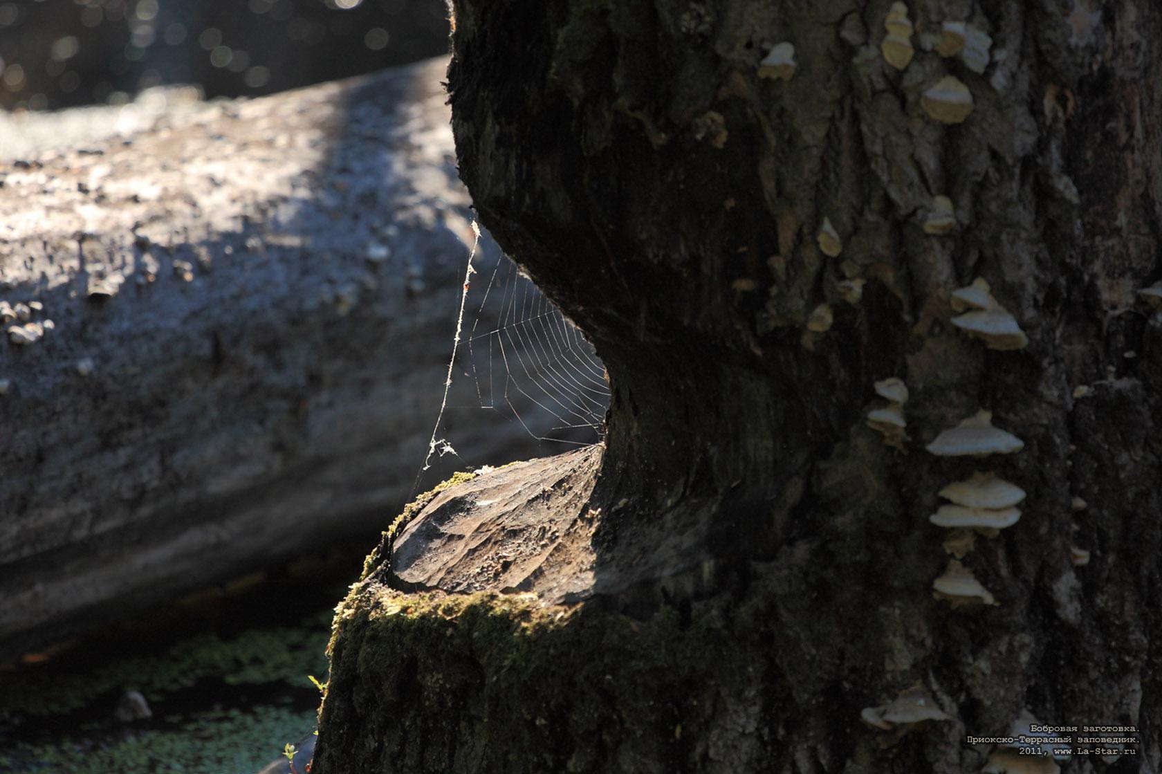 �������� ���������. :: Beaver blank.