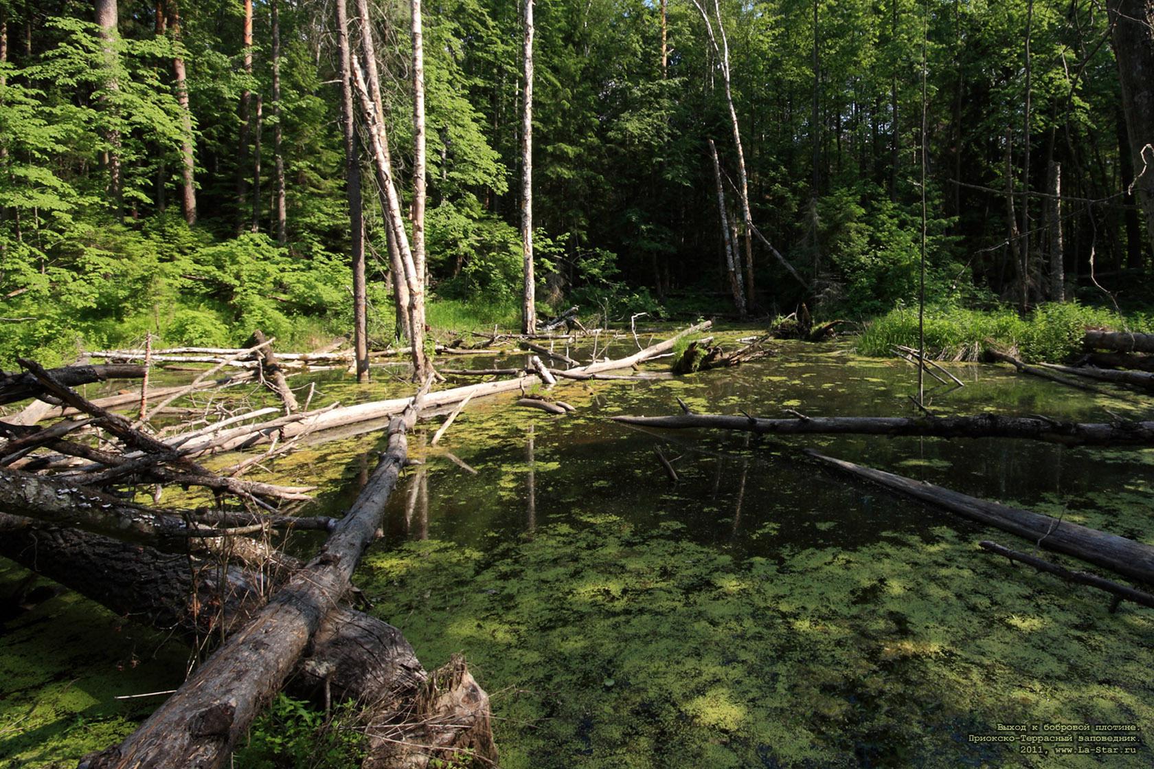 ����� � �������� �������. :: The ins to beaver dam.