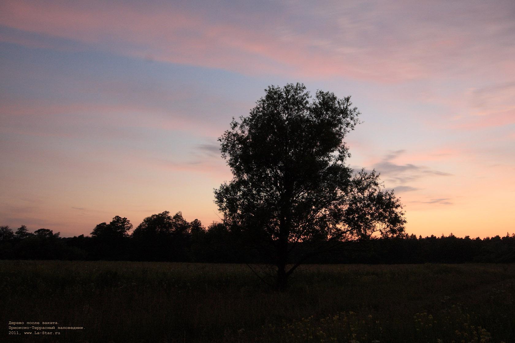 ������ ����� ������. :: A tree after sunset.