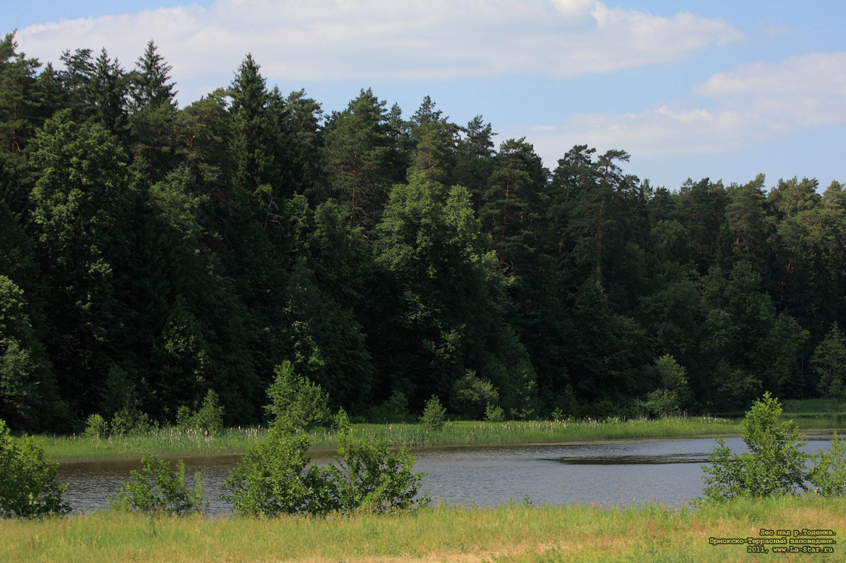 ��� ��� �.�������. :: Forest on the Todenka river.