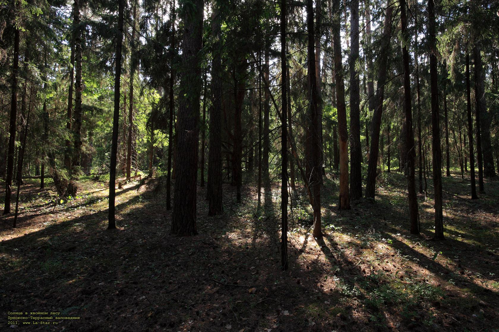 ������ � ������� ����. :: Sun in coniferous forest.