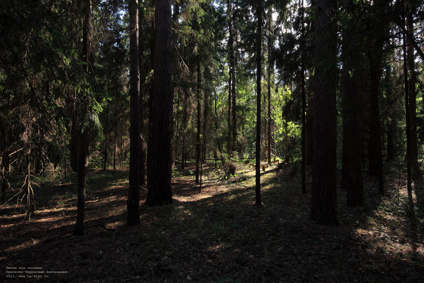 ����� ��� �������. :: In summer under pines.