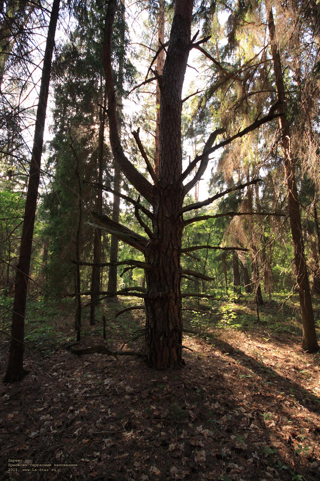 ������. :: The tree.