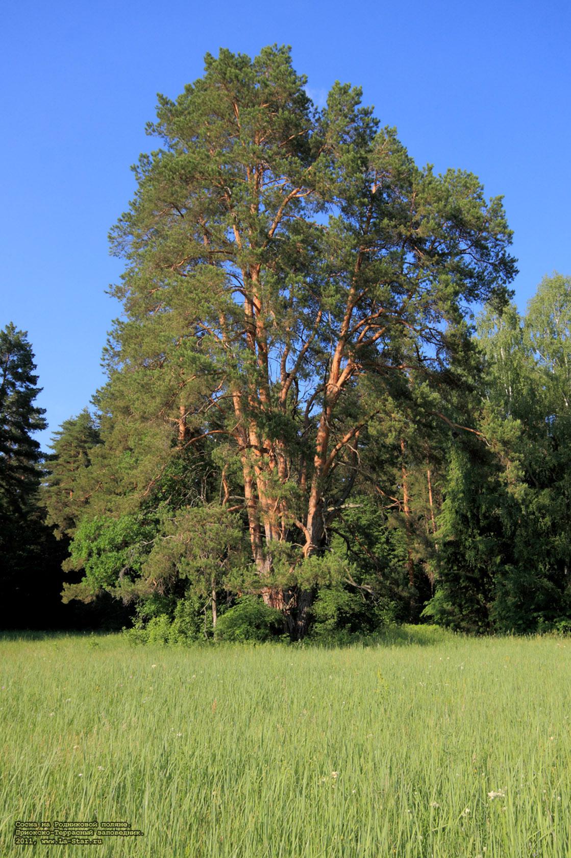 ����� �� ���������� ������. :: The pine on spring field.