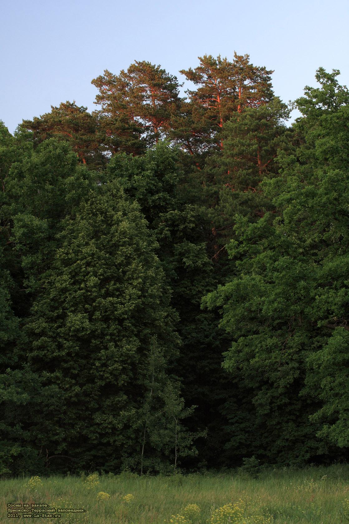 ����� �� ������. :: Pines on sunset.