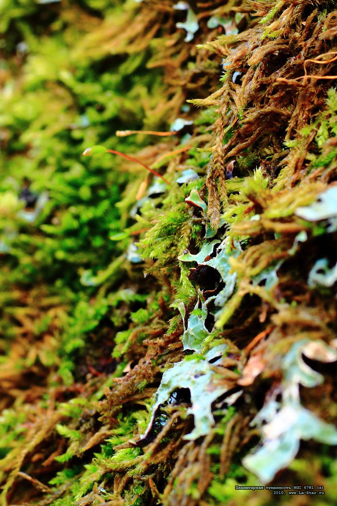 ����������� ���������� NGC 6781 (z) :: Star cluster NGC 6781 (z)