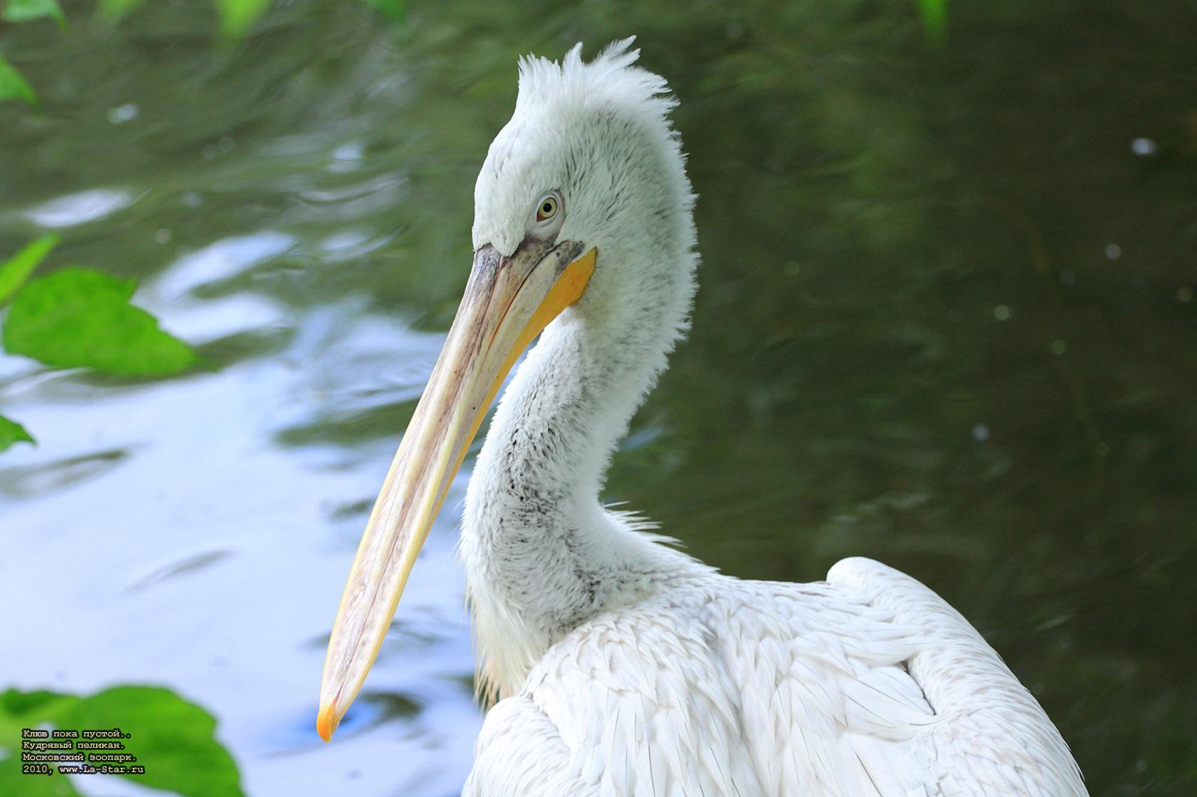 ���� ���� ������..  �������� �������. :: 