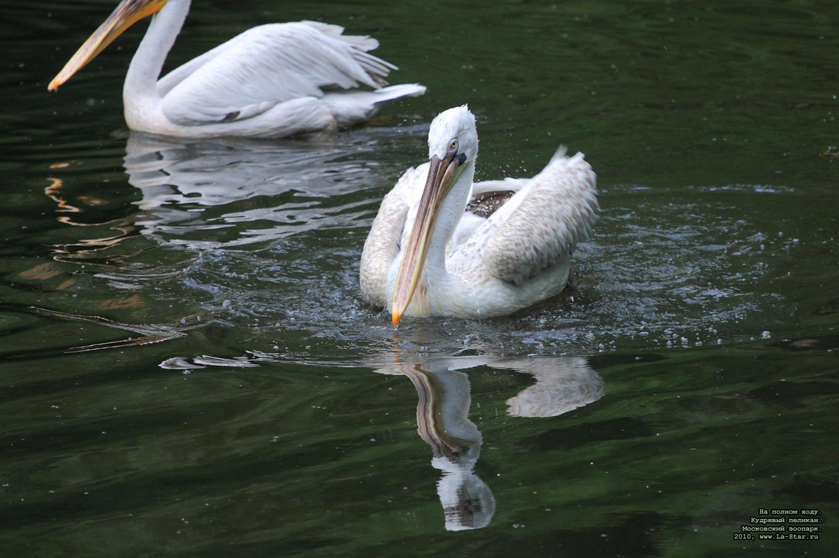 �� ������ ����. �������� �������. :: 