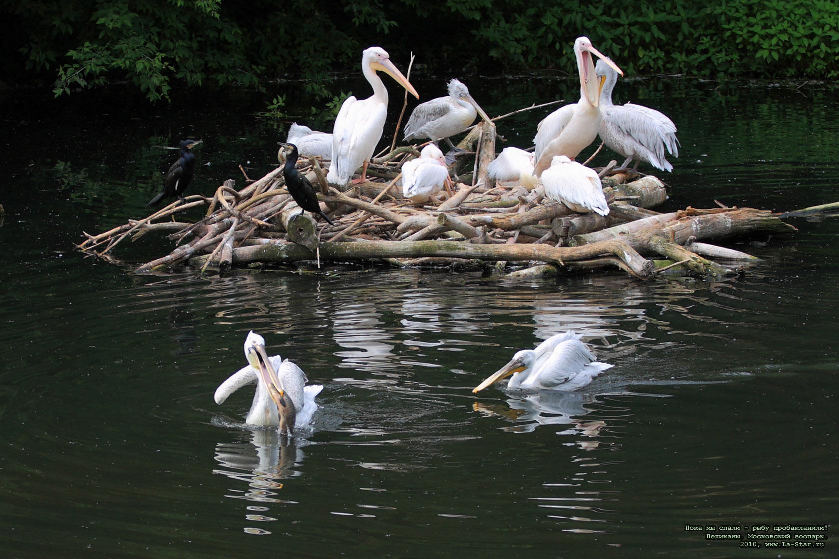 ���� �� ����� - ���� ������������! ��������. :: 