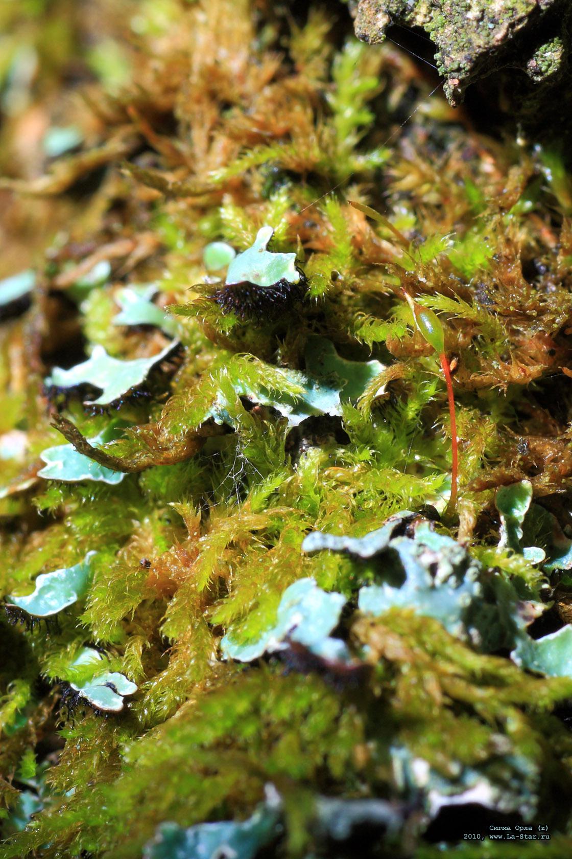 ����� ���� (z) :: Sigma Aquila (z)