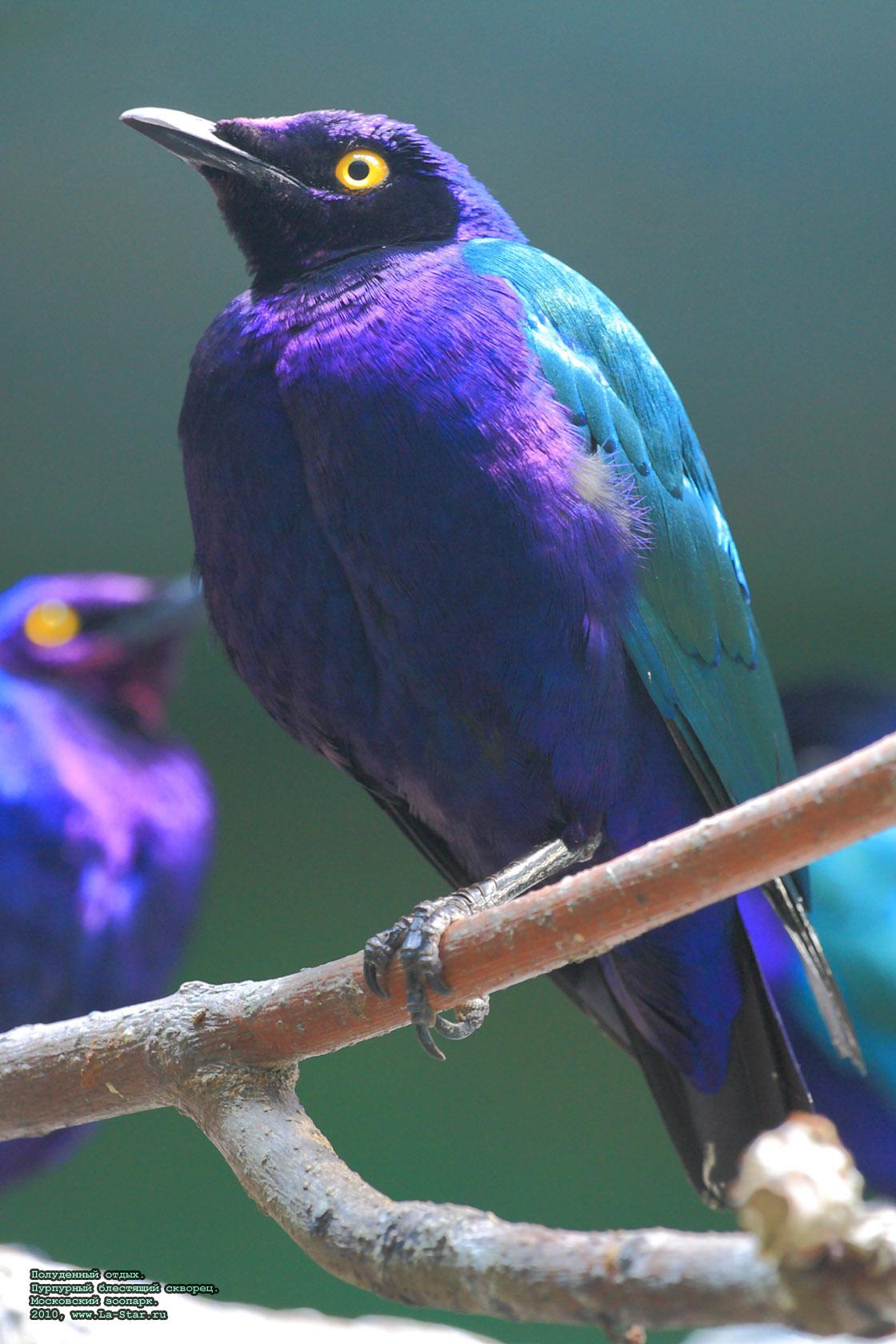 ���������� �����. ��������� ��������� �������. :: 