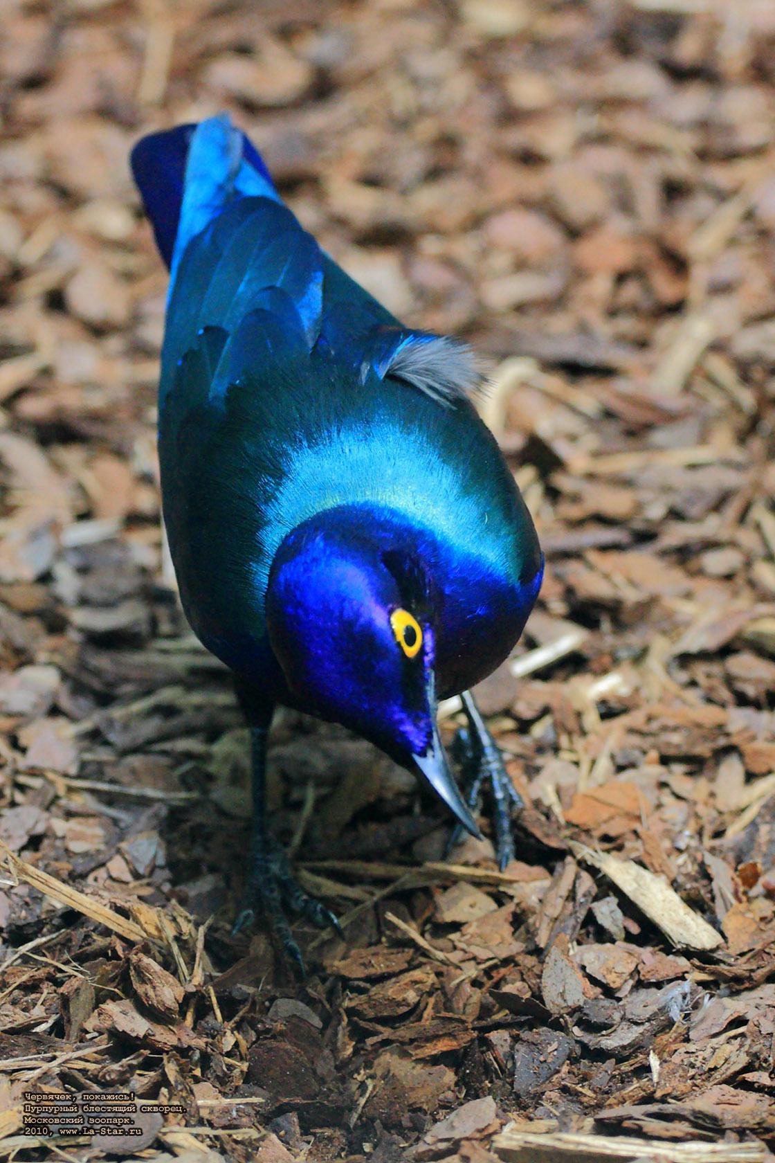 ��������, ��������! ��������� ��������� �������. :: 