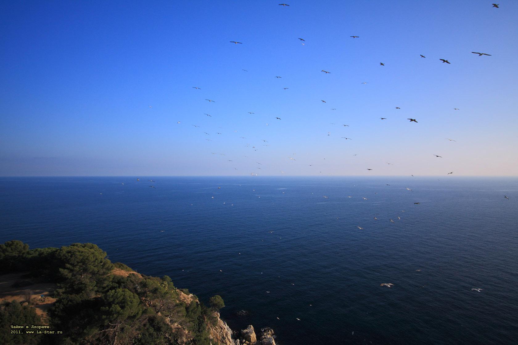 ����� � �������. :: Sea gulls in Lloret.