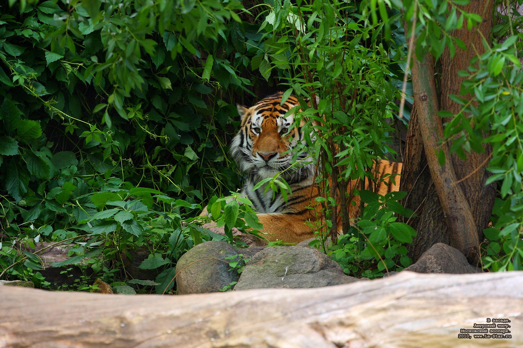� ������. �������� ����. :: An ambush. Siberian tiger.