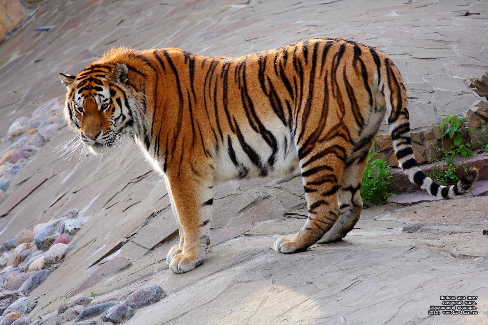 ������ ��� ���? �������� ����. :: Prey or not? Siberian tiger.