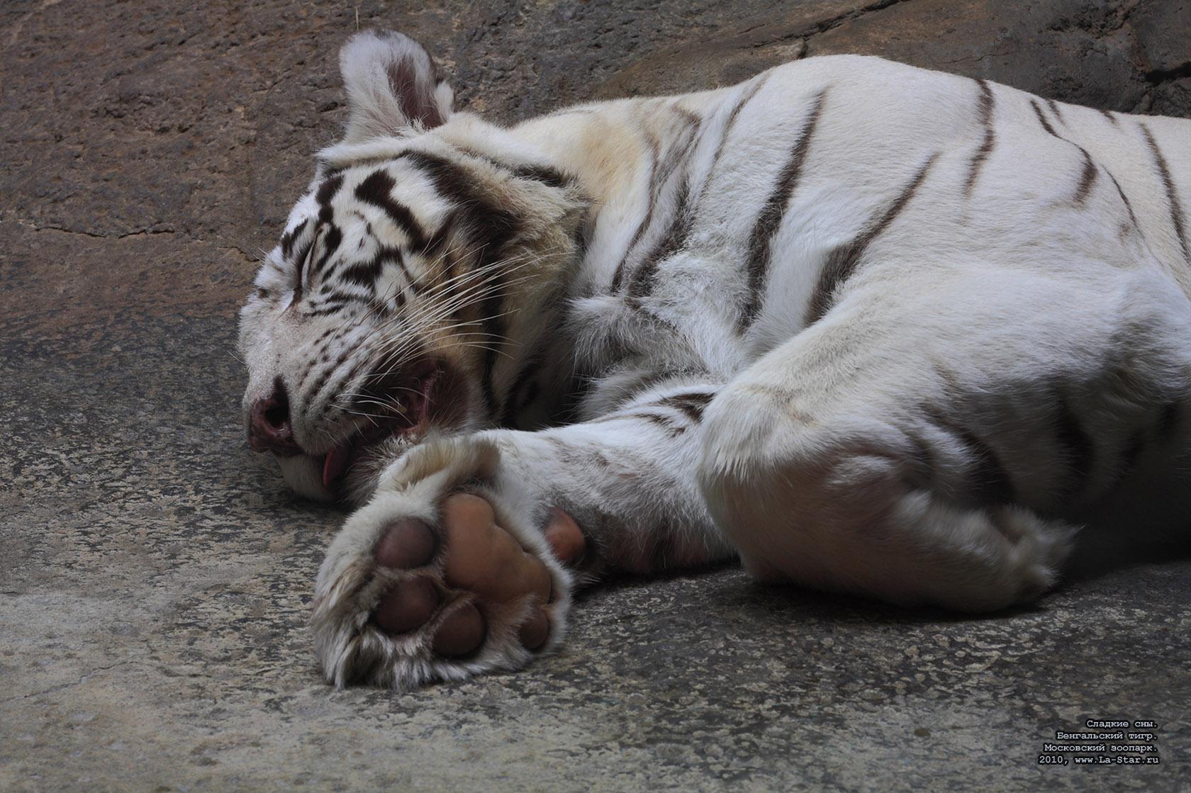 ������� ���. ����������� ����. :: Sweet dreams. Bengal tiger.