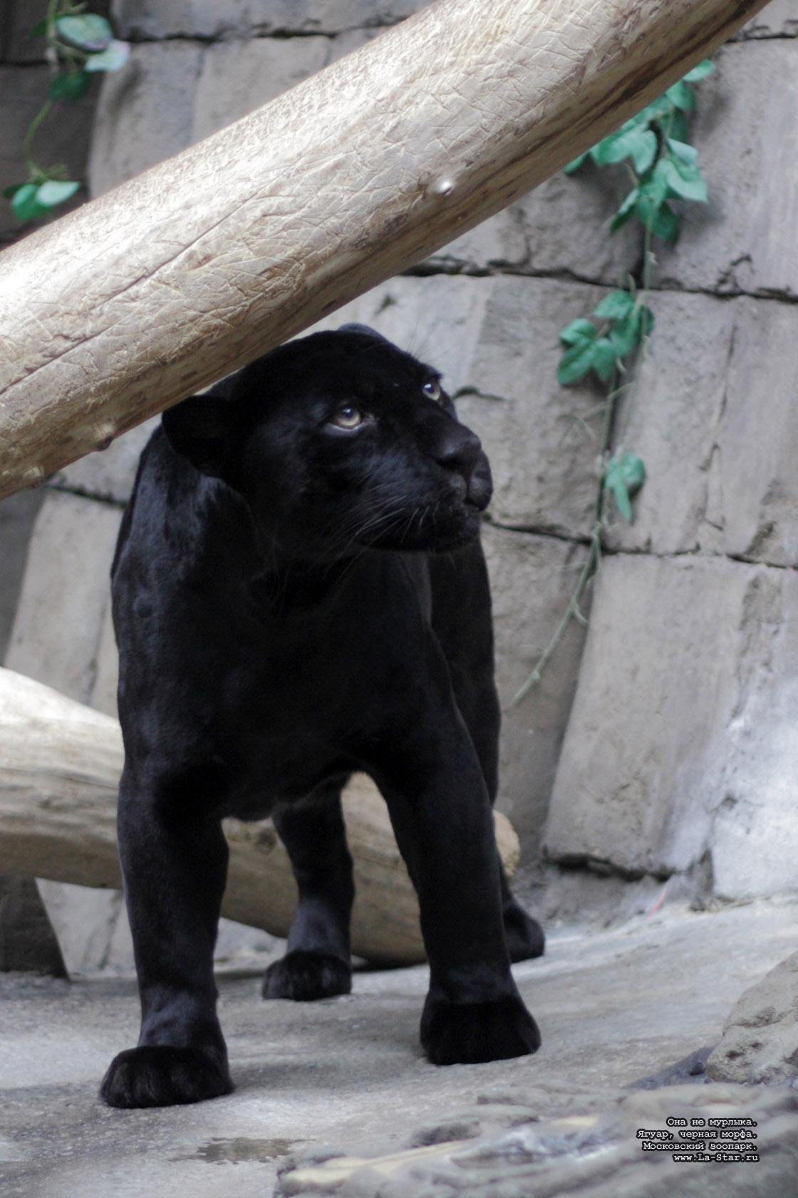 ��� �� �������. �����, ������ �����. :: She not pussy cat. Jaguar.