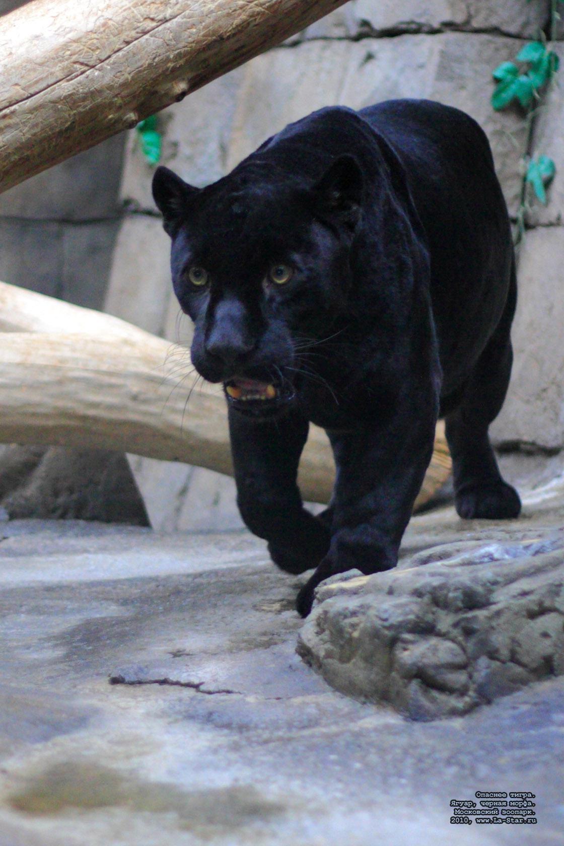 ������� �����. �����, ������ �����. :: More danger than tiger. Jaguar.